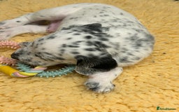 Mixed Breed dogs for sale: Rare Dalmadoodles - Image 22