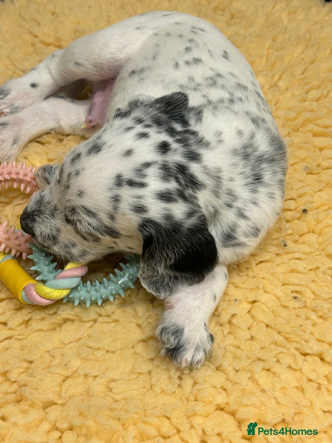 Mixed Breed dogs for sale: Rare Dalmadoodles - Image 22