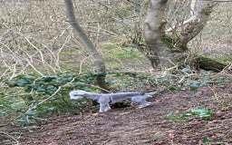Bedlington Terrier dogs for stud: KC Registered Bedlington Terrier Stud in Ferryhill - Image 10