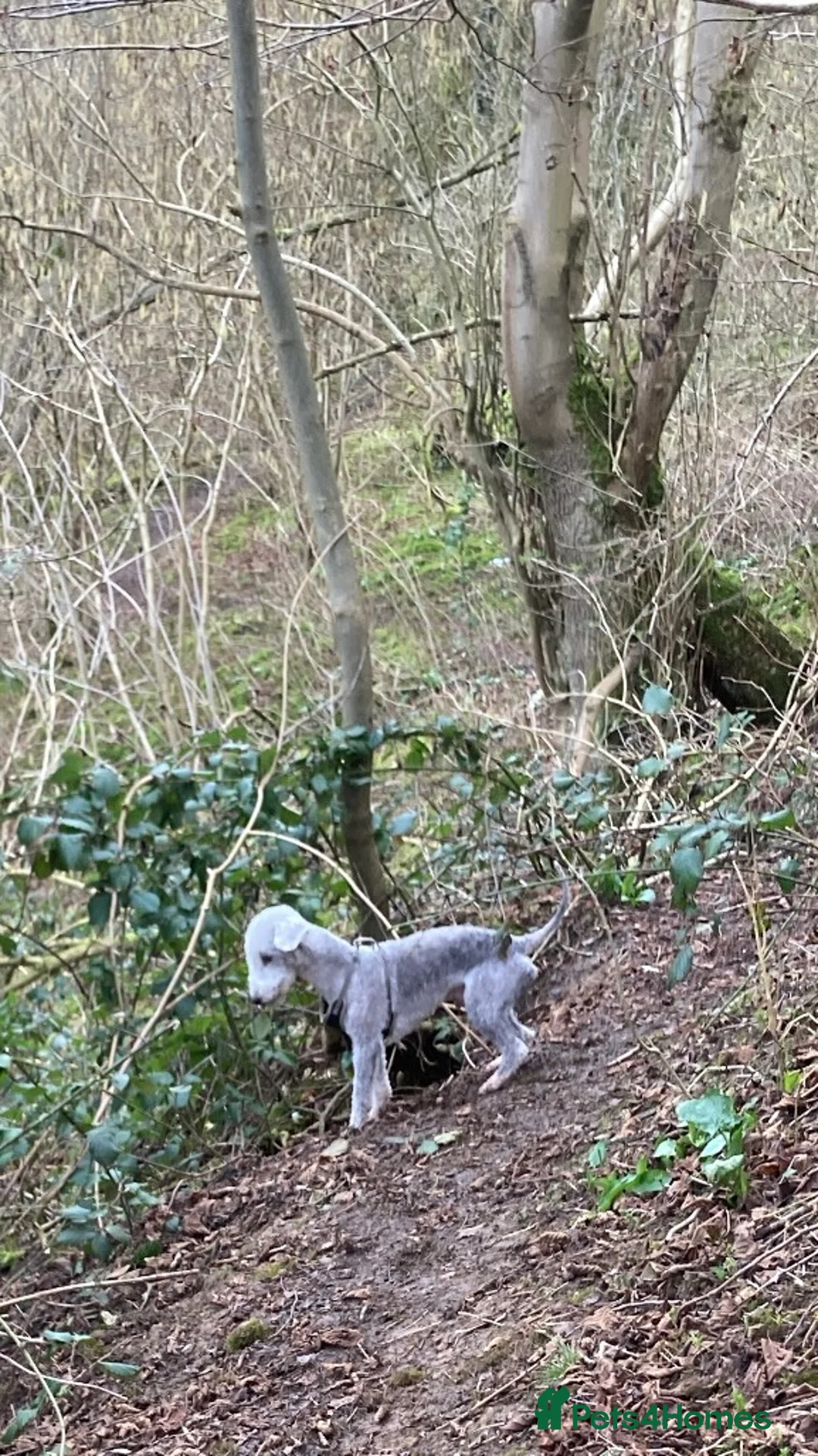 Bedlington Terrier dogs for stud: KC Registered Bedlington Terrier Stud in Ferryhill - Advert 10