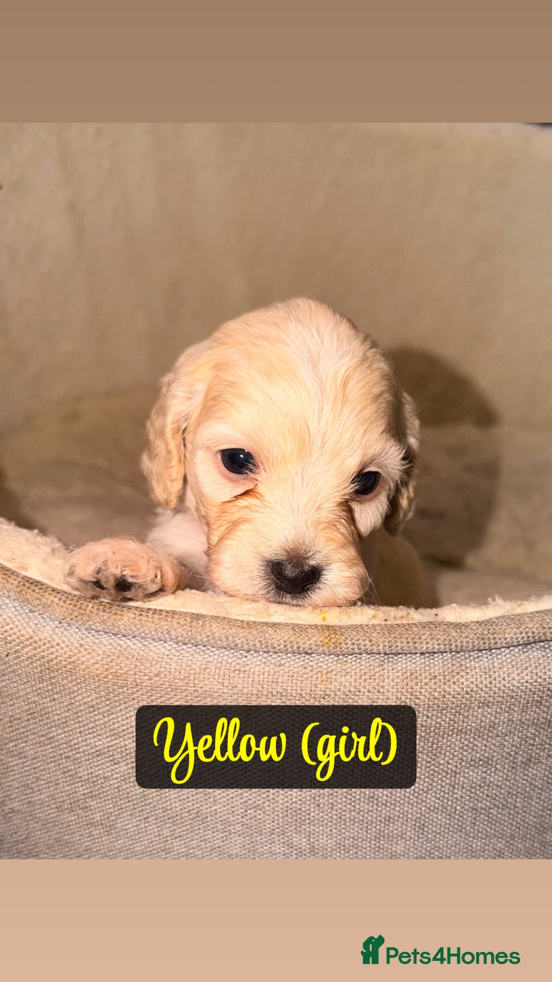 Cockapoo dogs for sale: F2 Toy cockapoo - Advert 4