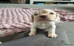 Cocker Spaniel dogs for sale: Cocker Spaniel Puppies (White/White & Gold) - Image 3