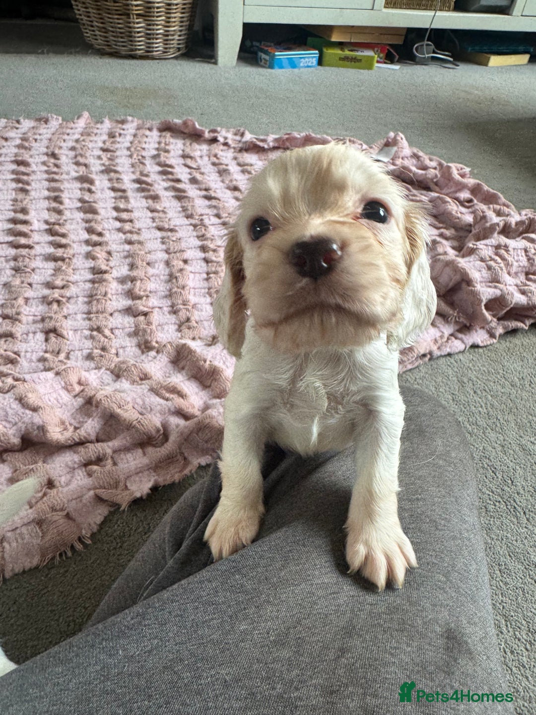 Cocker Spaniel dogs for sale: Cocker Spaniel Puppies (White/White & Gold) - Image 3