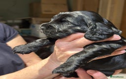 Cockalier dogs for sale: Gorgeous chunky Cockalier pupuchinos - Image 24