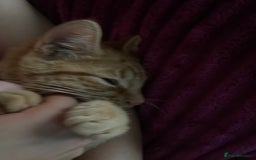 Abyssinian cats for sale: Beatiful cat - Image 9