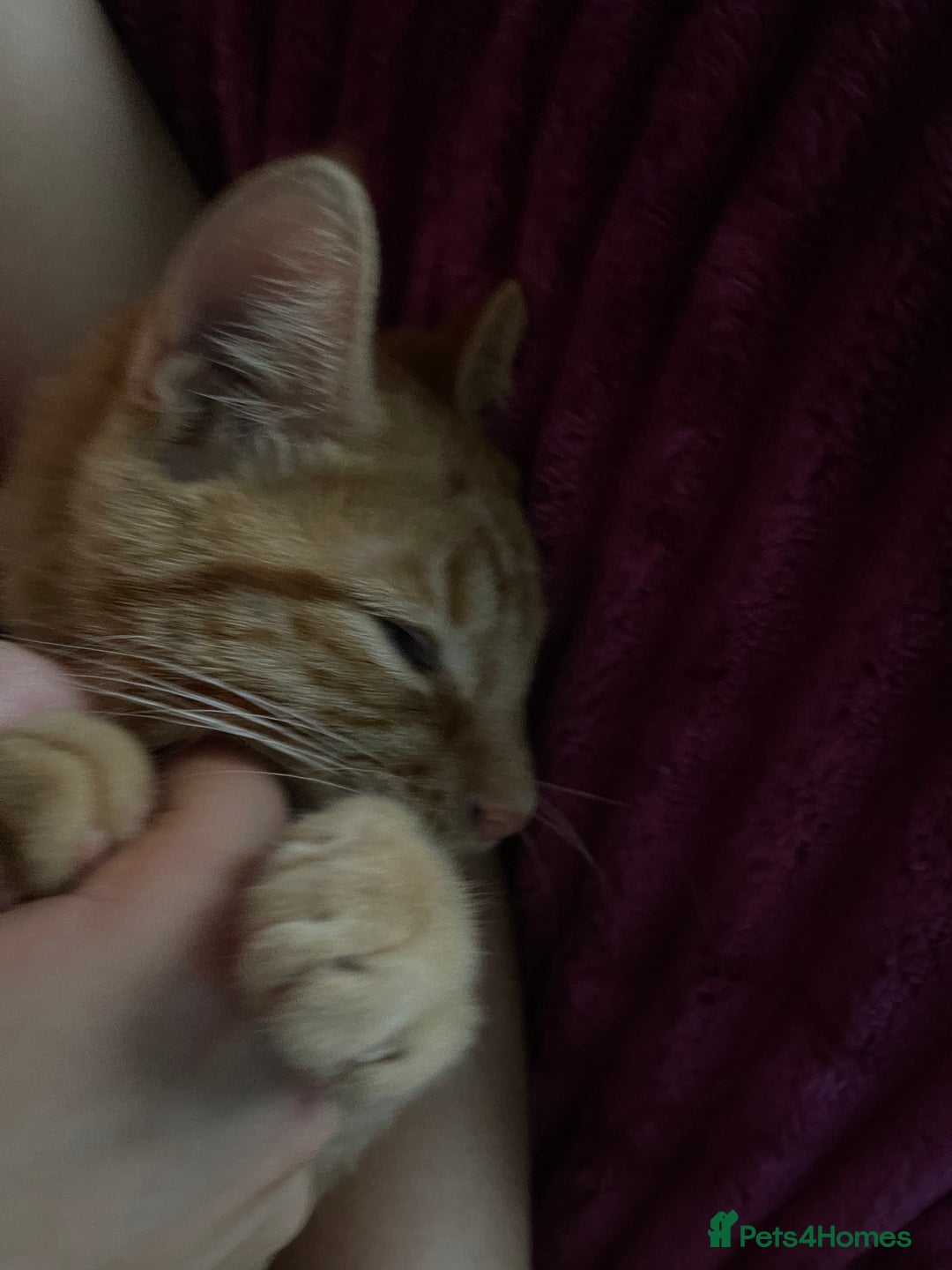 Abyssinian cats for sale: Beatiful cat - Image 9