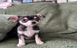 Chihuahua dogs for sale: Tiny chihuahua puppies  - Image 16
