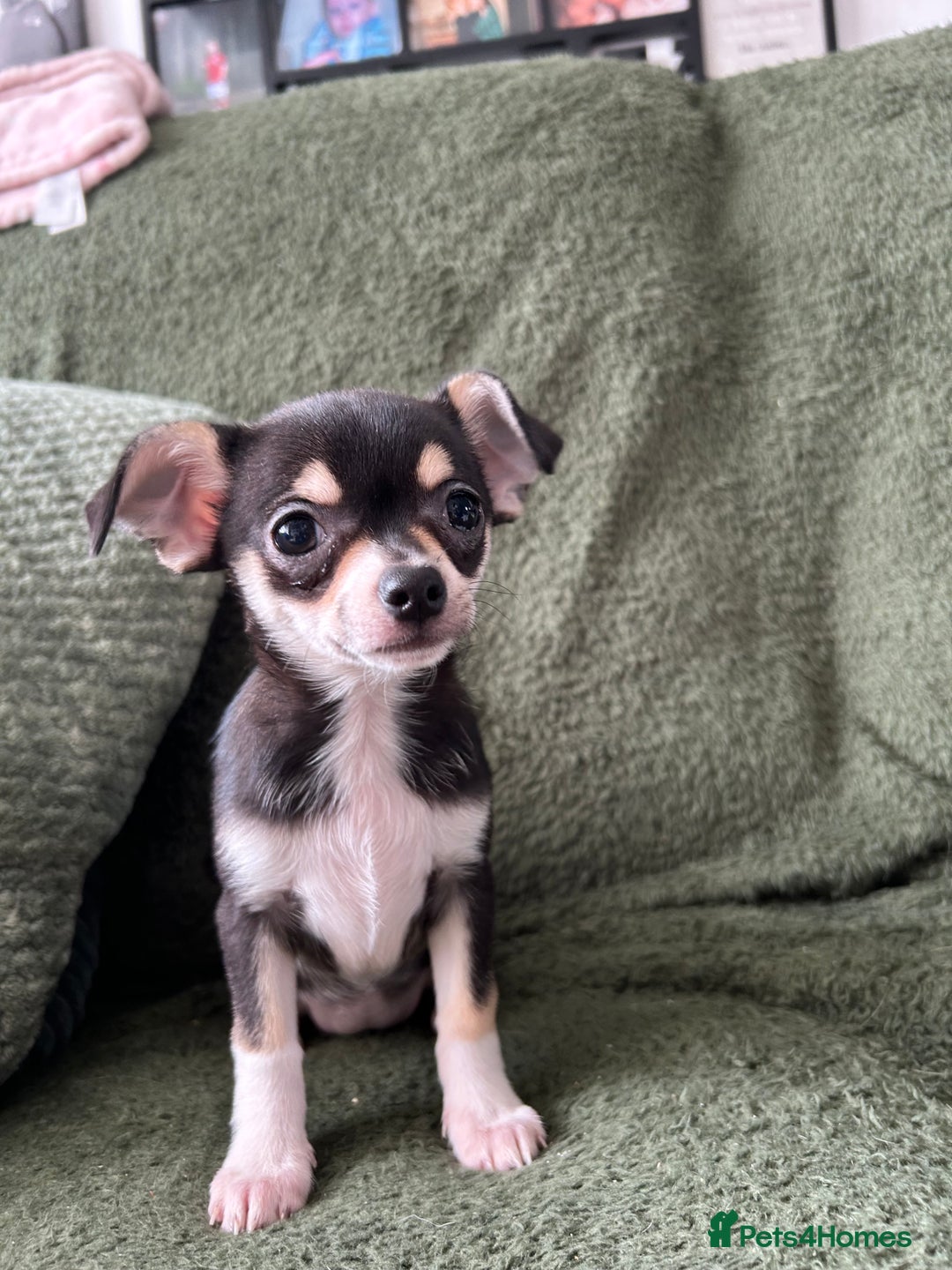 Chihuahua dogs for sale: Tiny chihuahua puppies  - Image 16