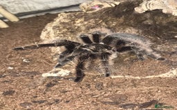 Tarantulas invertebrates for sale: Adult Female Tliltocatl albopilosus - Image 3