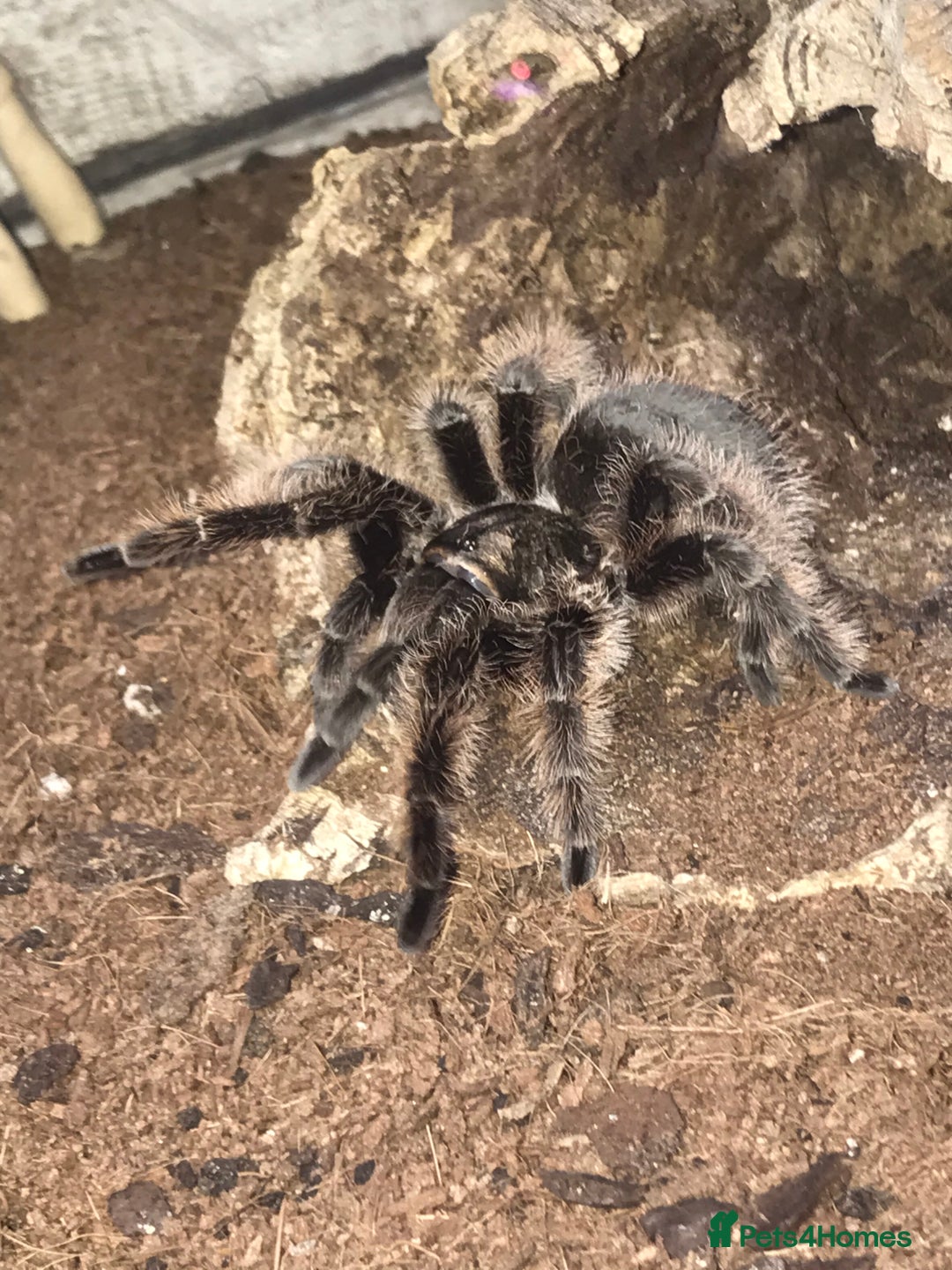 Tarantulas invertebrates for sale: Adult Female Tliltocatl albopilosus - Image 3