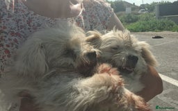 Bichon Frise dogs for adoption: KETHO - a superb, little boy, for a Loving Home - Image 14