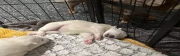 Samoyed dogs for sale:     Adorable Samoyed Puppies Looking for 5★ Homes - Advert 3