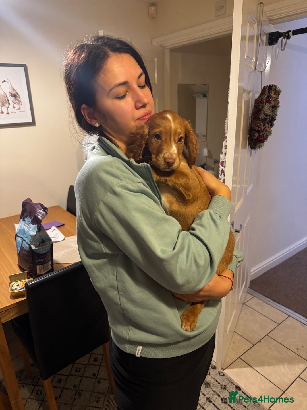 Cocker Spaniel dogs for sale: Cocker spaniel puppy - Advert 5