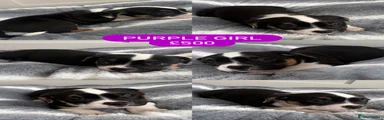 PURPLE GIRL