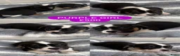 Mixed Breed dogs for sale: Bulldog x Staffy puppies in Doncaster - Advert 2