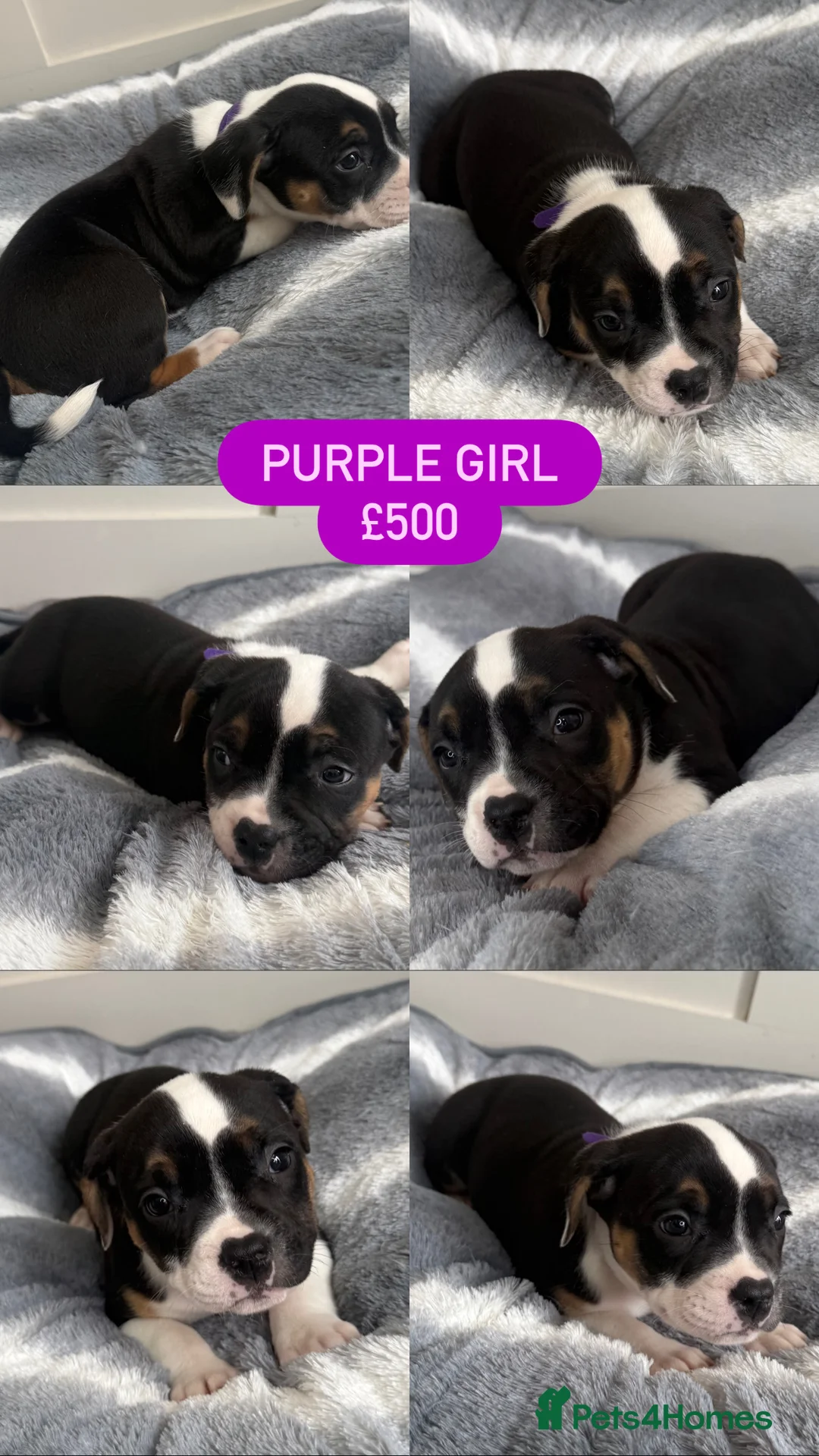 Mixed Breed dogs for sale: Bulldog x Staffy puppies in Doncaster - Advert 2