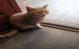 British Shorthair cats for sale: British short hair lilac kittens - Image 3