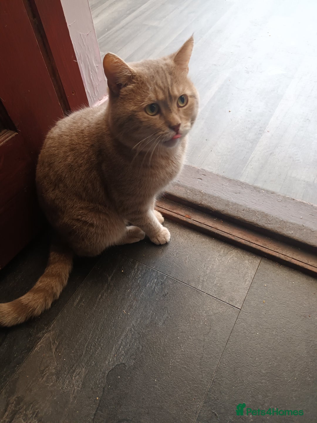 British Shorthair cats for sale: British short hair lilac kittens - Image 3