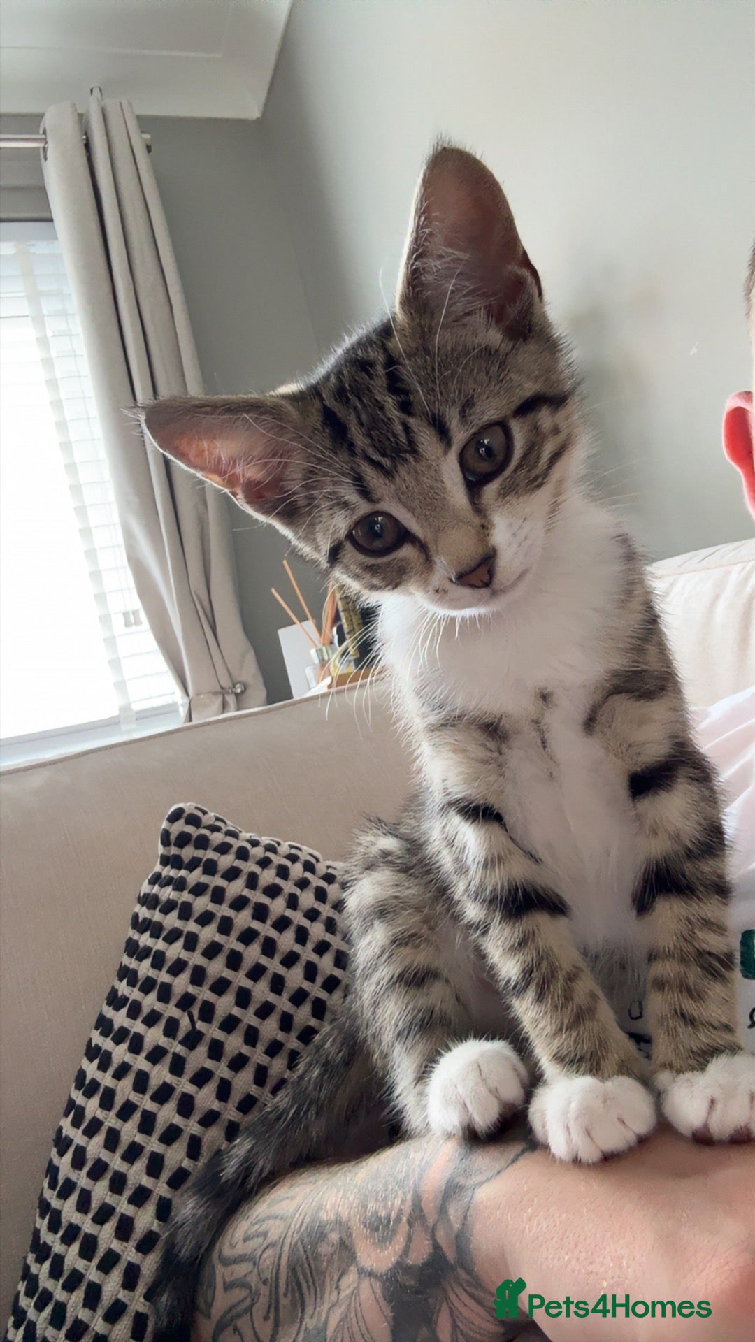 Mixed Breed cats 4 month old British short hair  - Advert 1