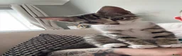 Mixed Breed cats for sale: 4 month old British short hair  - Advert 1