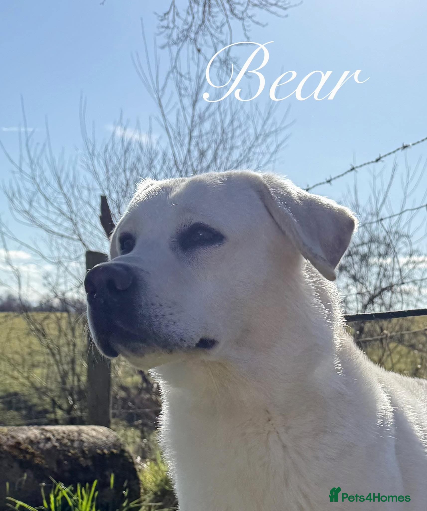 Labrador Retriever dogs Yellow/white labs due 280 plus clear DNA - Advert 1