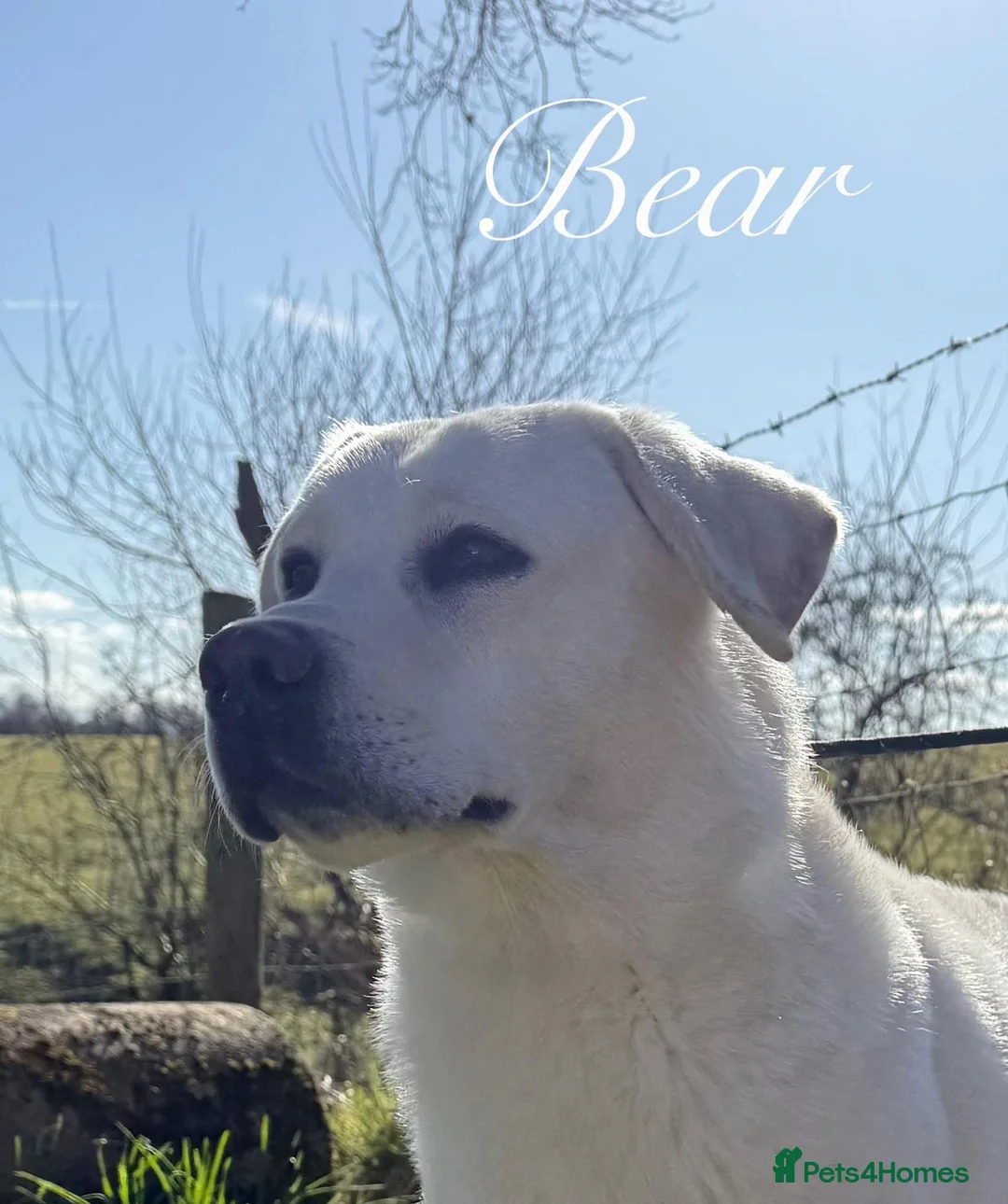 Labrador Retriever dogs for sale: Yellow/white labs due 280 plus clear DNA - Advert 1