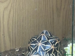 Tortoise reptiles - Advert 1