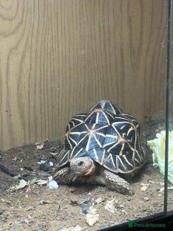 Tortoise reptiles - Advert 1