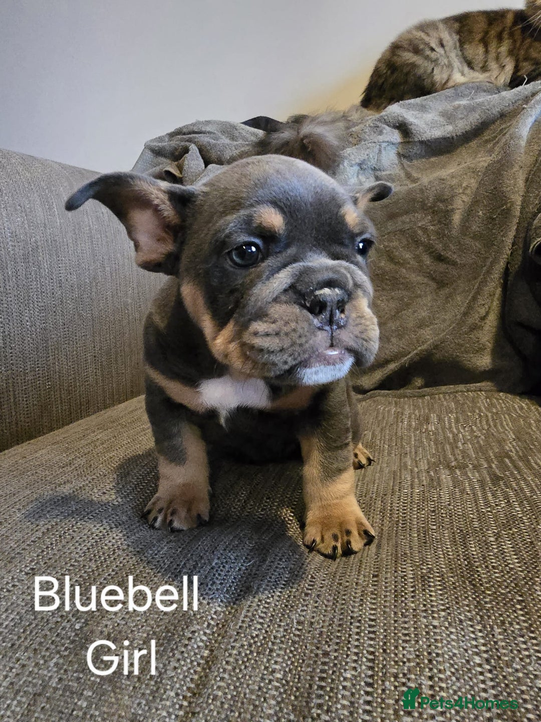 Mixed Breed dogs for sale: Tri English bulldog French mix (frenglish) - Image 6