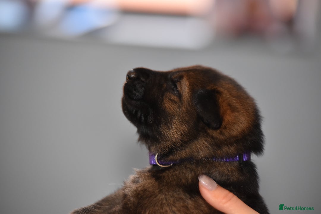 Mixed Breed dogs for sale: GSD × Dutch Herder – Top European Working Lines - Advert 14