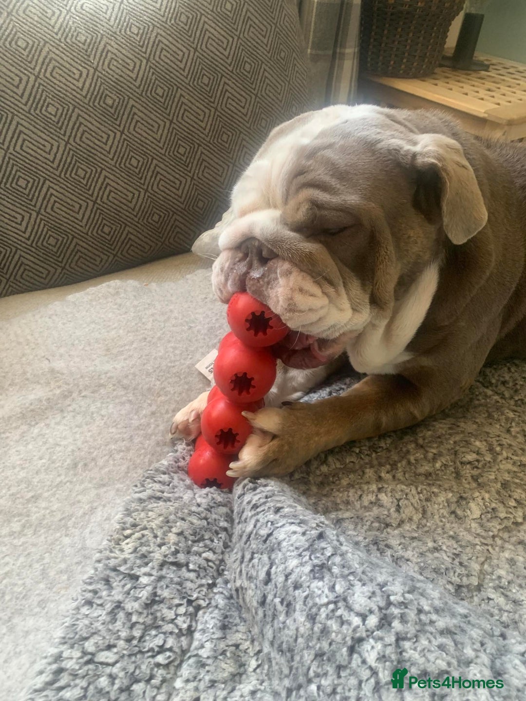 English Bulldog dogs for sale: 5 year old English bulldog  - Image 5