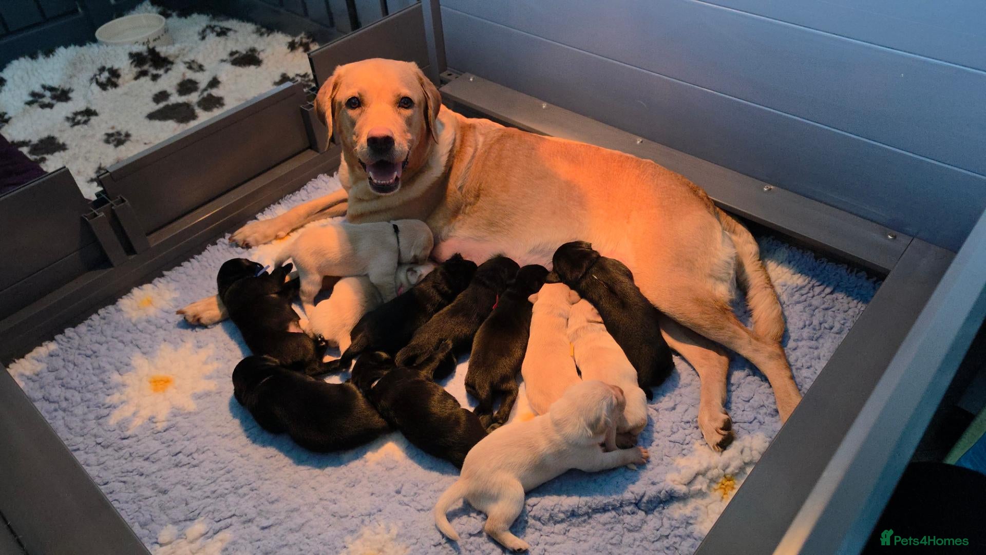 Labrador Retriever dogs Gorgeous pups available - Advert 1
