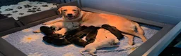 Labrador Retriever dogs for sale: Gorgeous pups available - Advert 1