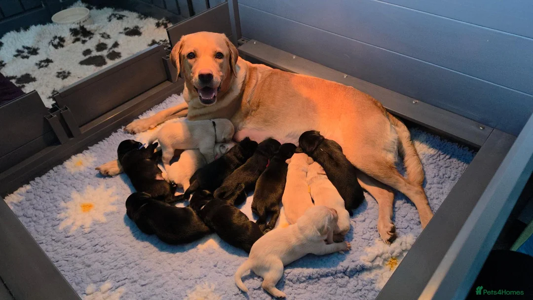 Labrador Retriever dogs for sale: Gorgeous pups available - Advert 1