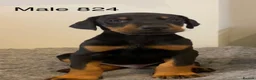 Dobermann dogs for sale: Champion and working lines KC Doberman litter - Advert 7