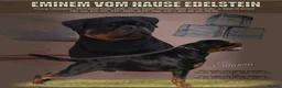 Rottweiler dogs for sale: ⭐️ Outstanding Rottweiler Puppies ⭐️ - Advert 24