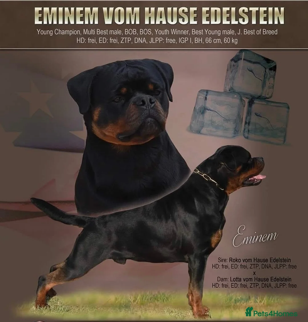 Rottweiler dogs for sale: ⭐️ Outstanding Rottweiler Puppies ⭐️ - Advert 24