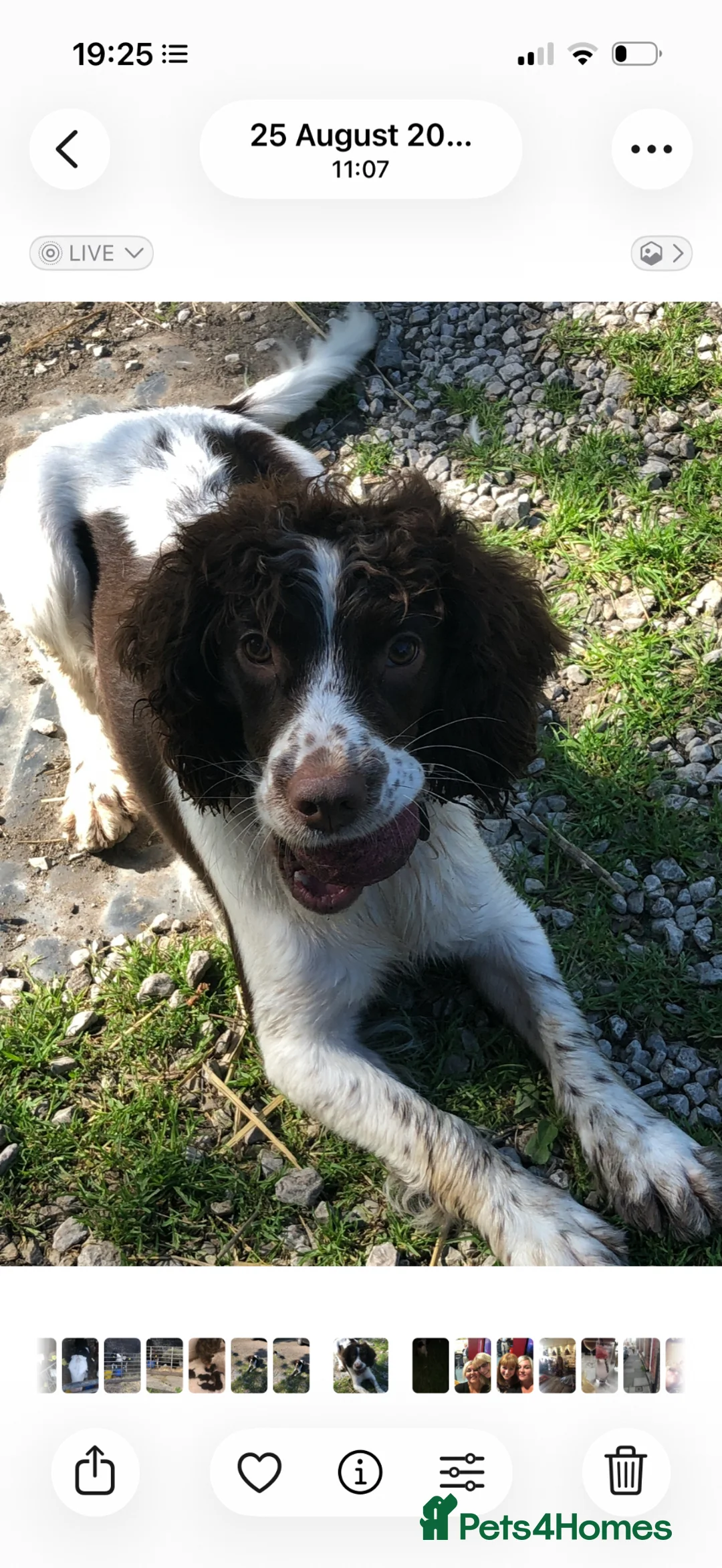 Sproodle dogs for sale: Beautiful little girl  Sproodles only 3 available  - Advert 16