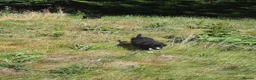 Border Collie dogs for sale: 4 adorable puppies for sale - Advert 5