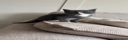 Mixed Breed cats for sale: 1 male grey kitten  - Advert 4