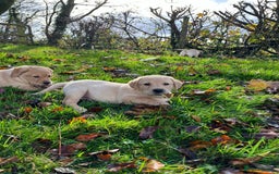 Labrador Retriever dogs for sale: Fox Red/Golden Labrador Puppies  - Image 4