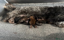 Shih Tzu dogs for sale: Standard size shihtzu pups  - Image 14