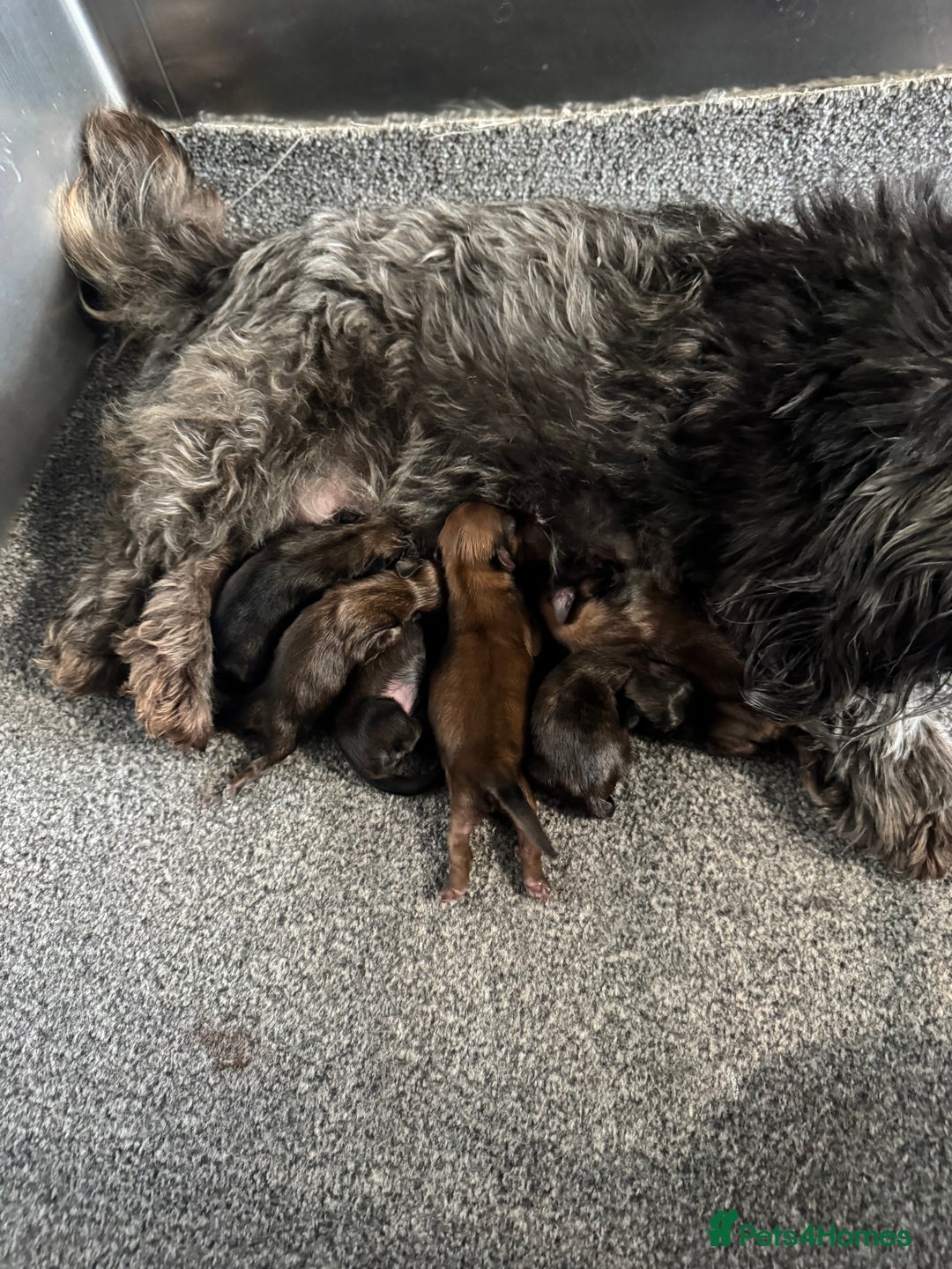 Shih Tzu dogs for sale: Standard size shihtzu pups  - Image 14