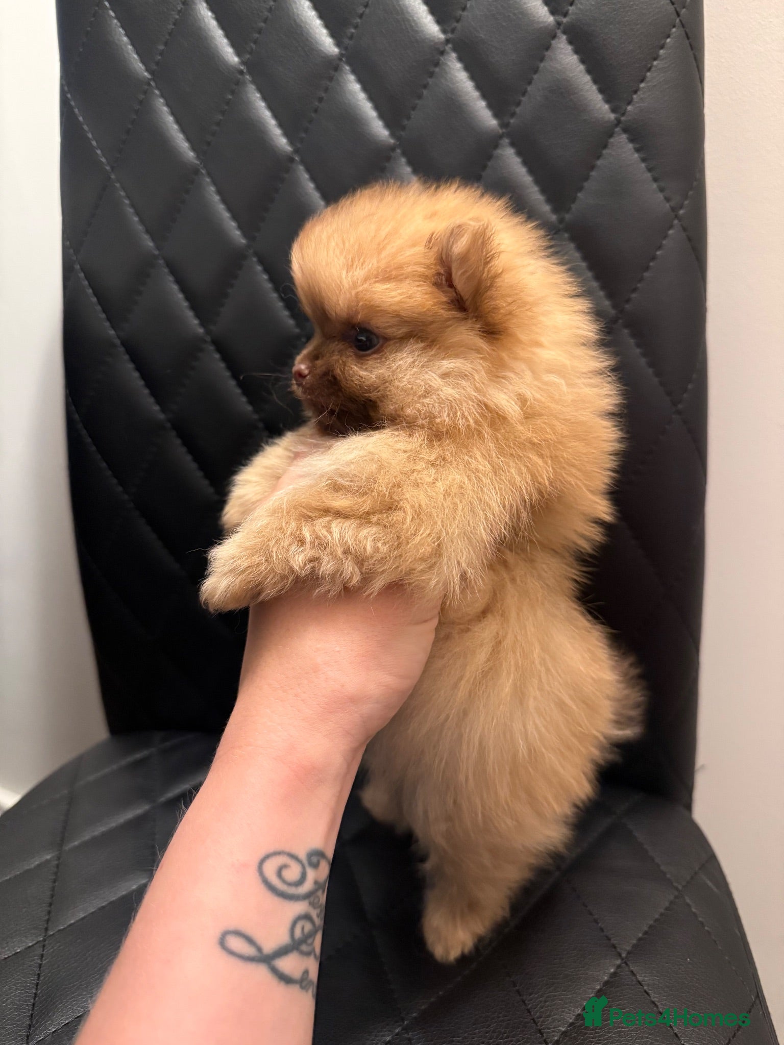 Pomeranian dogs Quality KC registered Pomeranian Female Puppies  - Advert 4
