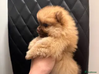 Pomeranian dogs Quality KC registered Pomeranian Female Puppies - Advert 6