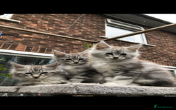 Maine Coon cats for sale: Maine coon kittens ready now - Image 8
