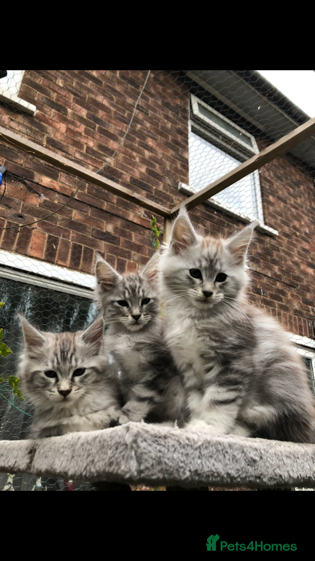 Maine Coon cats for sale: Maine coon kittens ready now - Image 8