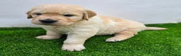 Golden Retriever dogs for sale: Adorable KC Registered Golden Retriever Pups - Advert 4