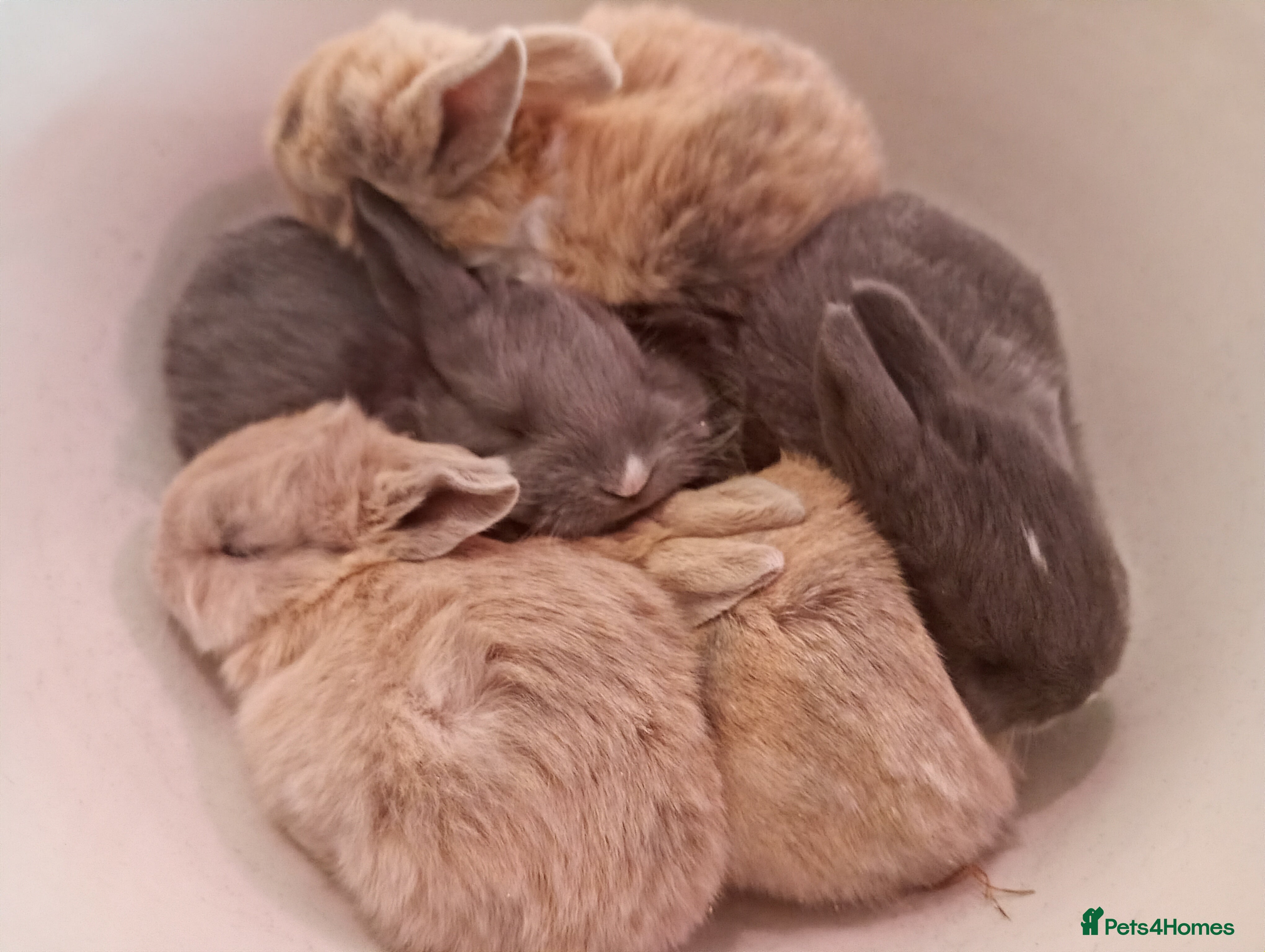 Mixed Breed rabbits *ONLY TWO LEFT* Beautiful baby rabbits.  - Advert 15