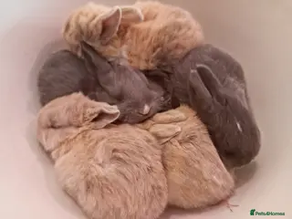 Mixed Breed rabbits *ONLY TWO LEFT* Beautiful baby rabbits. - Advert 16
